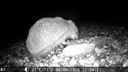 Igel im Sommer