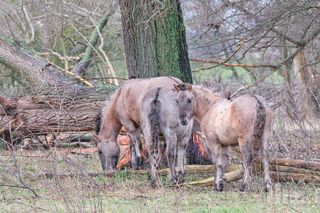 Löwensafari Tüddern feiert comeback