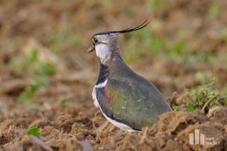 Kiebitz-Brutrevierkartierung 2024 auf dem Gebiet der Gemeinde Selfkant