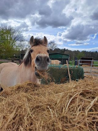 Unterstützung gesucht - alten Pferden helfen