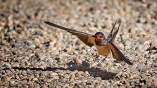 Aufruf zur Mitarbeit beim Schwalbenmonitoring