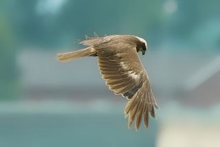 Bitte an hiesige Landwirte bei der Getreideernte auf Rohrweihenbrut zu achten