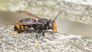Wissenswertes zur Asiatischen Hornisse