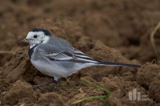 Natur im Selfkant 2 - Die Bachstelze