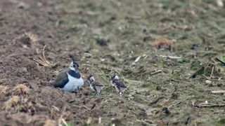 Landwirte werden für ihre Unterstützung beim Kiebitzschutz ausgezeichnet.