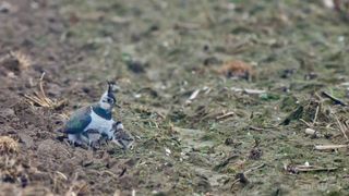 Kiebitzschutz zahlt sich aus!