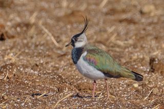 Bitte des Nabu Selfkant bzgl. zukünftiger Flächen für Windkraftanlagen
