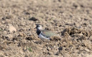 Der Kiebitz ruft… DICH!  Denn der Kiebitz braucht Dich.