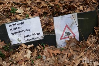 Bereit für die Krötenwanderung