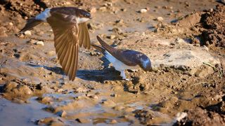 Schwalben im Selfkant - save the date