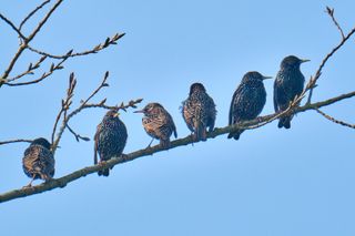 Ornithologische Wanderung des „NABU Selfkant“ am 01. Mai 2024