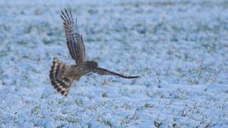 Die Avifauna im Selfkant