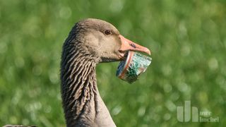 Müll in der Natur und seine Folgen