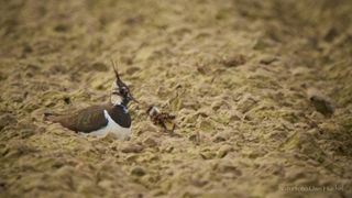 Erster Kiebitznachwuchs gesichtet - unser Einsatz zahlt sich aus