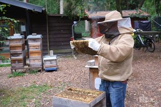 Faszinierende Einblicke in das Leben der Bienen