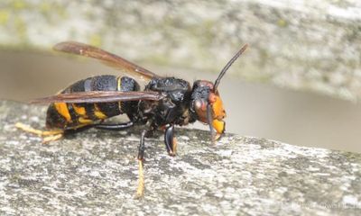 Bekämpfung der asiatischen Hornisse kann nicht allein durch ehrenamtliches Engagement gestemmt werden