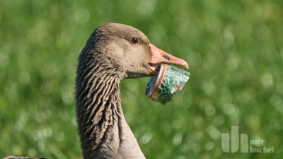 Müll in der Natur und seine Folgen