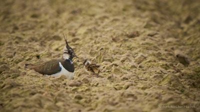 Erster Kiebitznachwuchs gesichtet - unser Einsatz zahlt sich aus