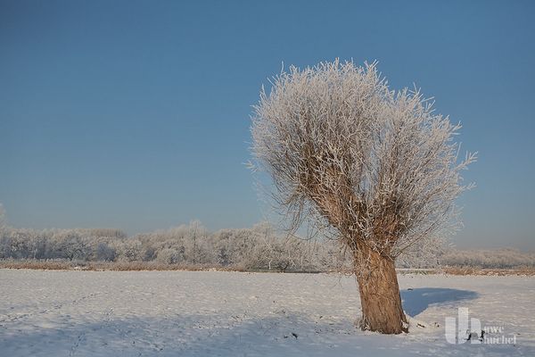 Kopfweidenpflege