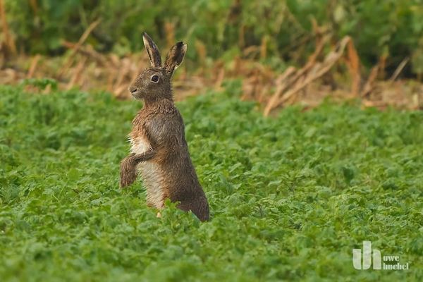 Frohe Ostern