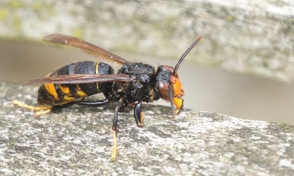 Bekämpfung der asiatischen Hornisse kann nicht allein durch ehrenamtliches Engagement gestemmt werden