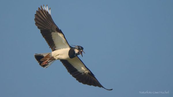 Ornithologische Wanderung des „NABU Selfkant“ am 01. Mai 2026