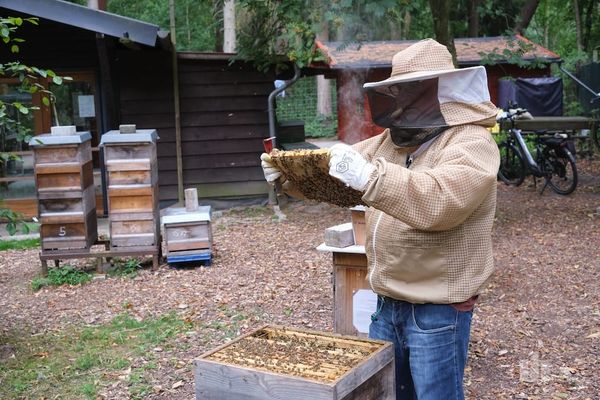 Faszinierende Einblicke in das Leben der Bienen