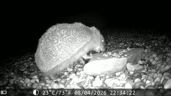 Igel im Sommer