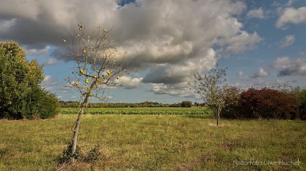 Bäume im öffentlichen Raum wässern – jetzt sind wir alle gefragt