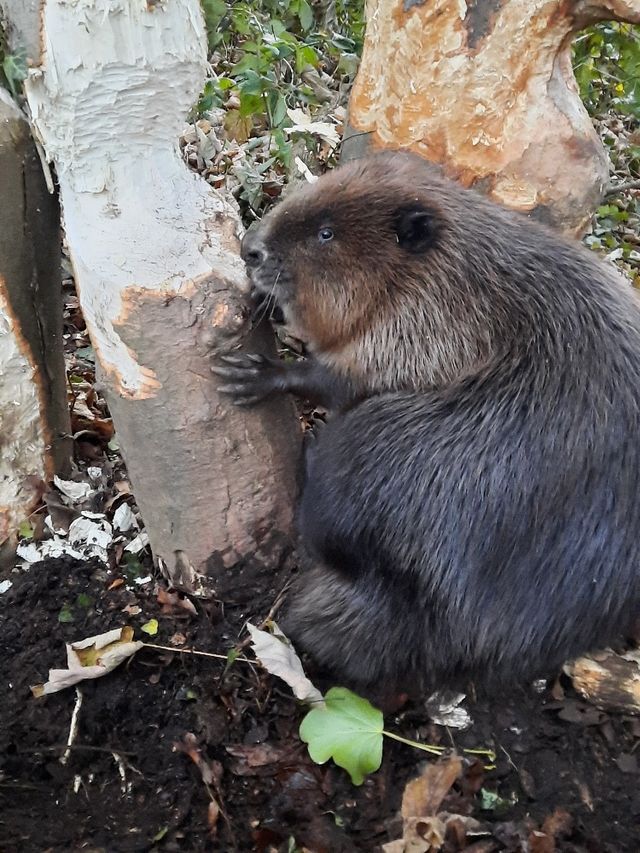 Biber mit Glück im Unglück