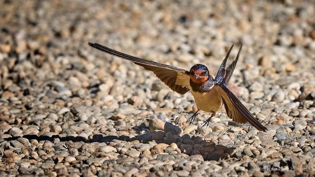 Aufruf zur Mitarbeit beim Schwalbenmonitoring