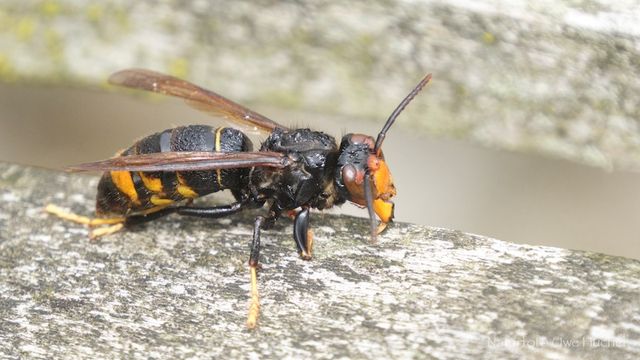 Wissenswertes zur Asiatischen Hornisse