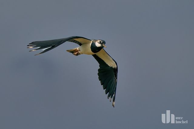 Der Kiebitz im Selfkant