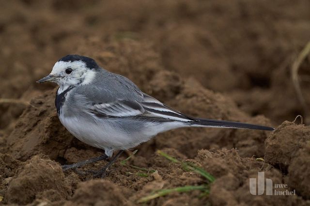 Natur im Selfkant 2 - Die Bachstelze