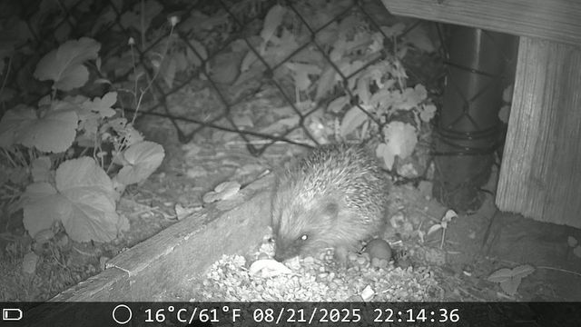 Helfen sie den Igeln