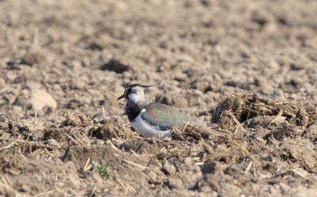 Der Kiebitz ruft… DICH!  Denn der Kiebitz braucht Dich.