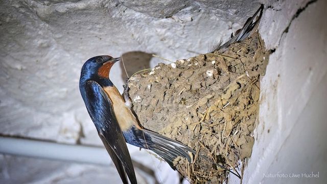Rettet die Vögel, wir brauchen sie!