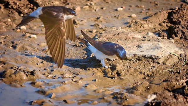 Schwalben im Selfkant - save the date