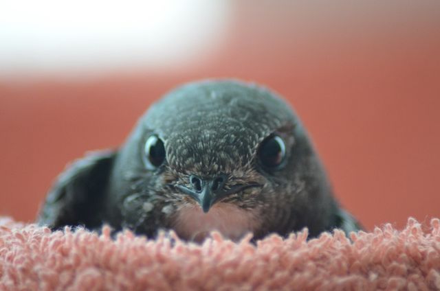 Singvogelhilfe Selfkant des Nabu Selfkant bittet um Ihre Unterstützung