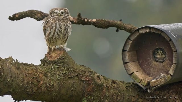 Vortrag zum Steinkauz von Daniel Lück, biologische Station Aachen