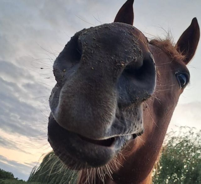 Gesucht werden Pferdeliebhaber, die sich um ein altes Pferd aus dem Tierschutz kümmern möchten