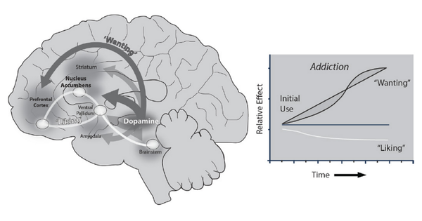 Book review: The Biology of Desire