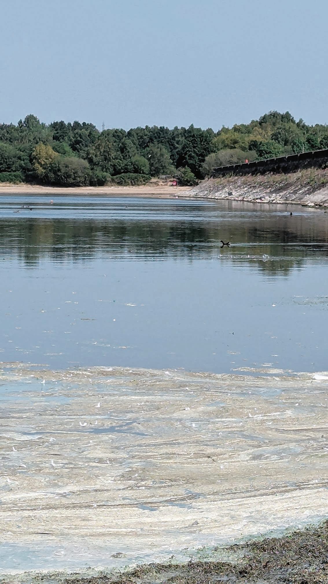 Blue-green algae at Chasewater