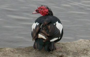 Maureen the turkey-duck from Stowe Pool (pic: sammy_boy) Maureen the turkey-duck from Stowe Pool (pic: sammy_boy)