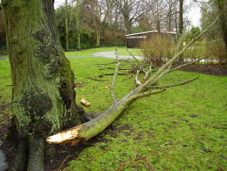 beacon-park-lime-tree The damaged tree in Beacon Park