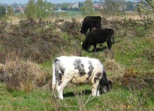 Cows grazing in Chasewater Country Park