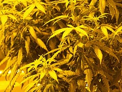 Cannabis plants