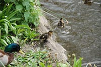 Ducks take the plunge in Lichfield. Pic: Ade Bradshaw