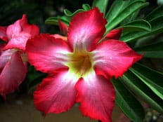 Flower. Pic: Suchitra Prints