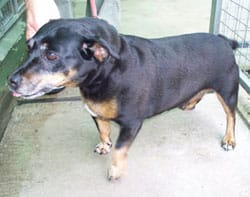 shanganni-the-long-lost-dog-1